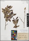Foto von Salix atrocinerea Brot.